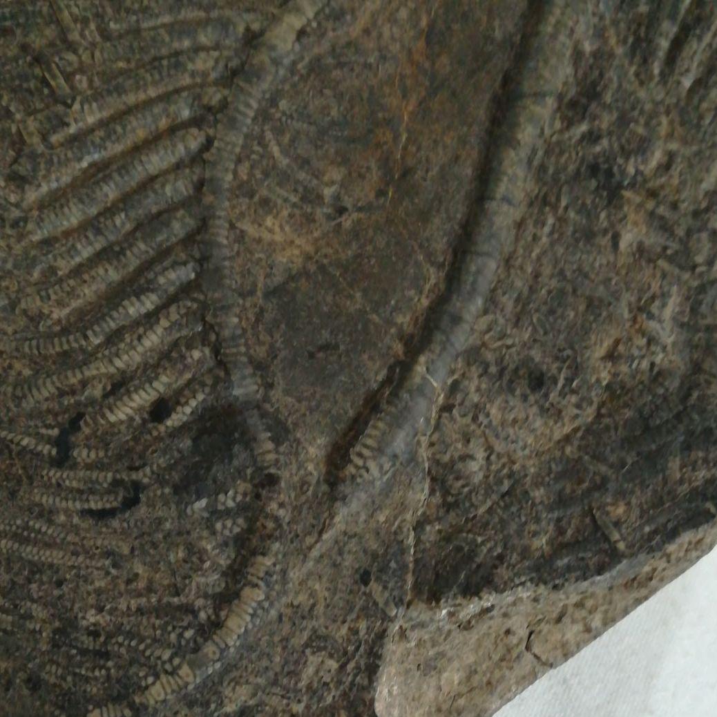 希少　レア　ウミユリ　化石　植物化石　プレート　置物