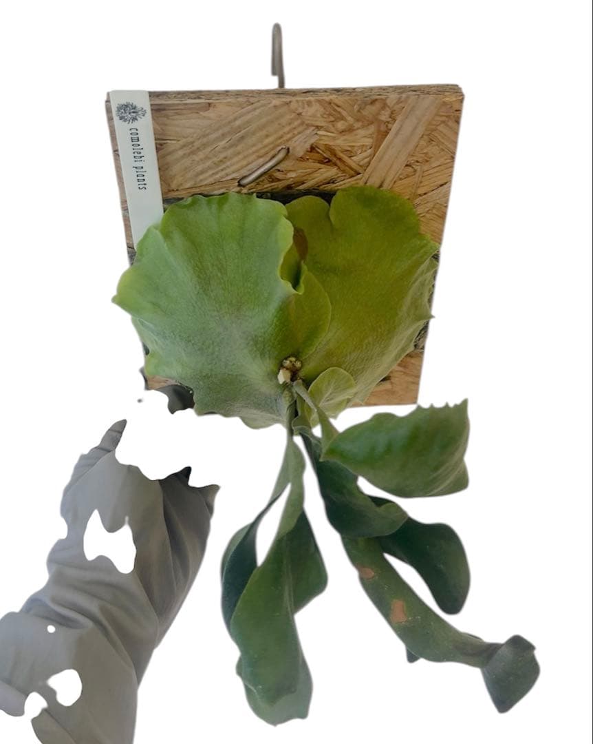 コウモリラン　ビカクシダ　ヒリー　P.Hillii sattahip OC