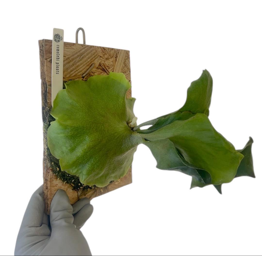 コウモリラン　ビカクシダ　ヒリー　P.Hillii sattahip OC