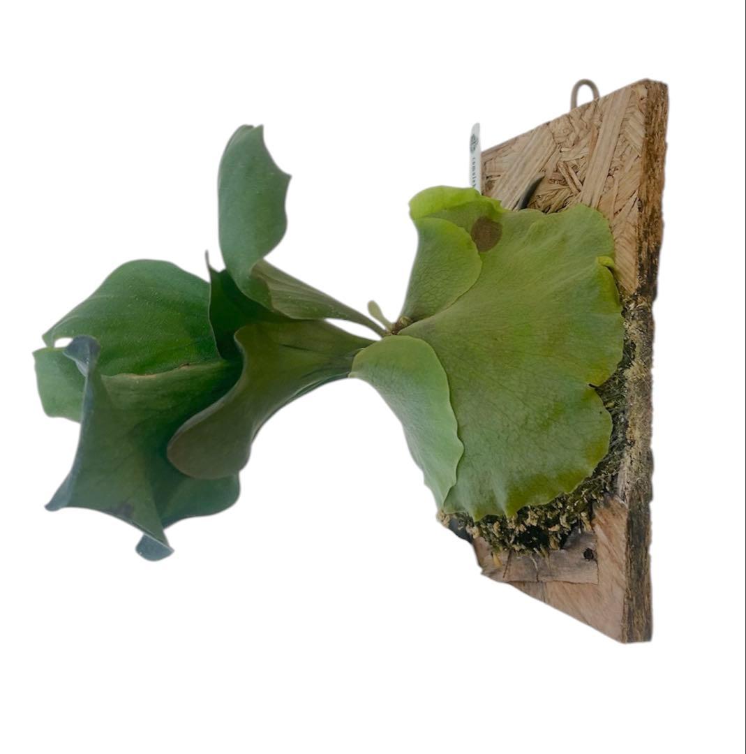 コウモリラン　ビカクシダ　ヒリー　P.Hillii sattahip OC