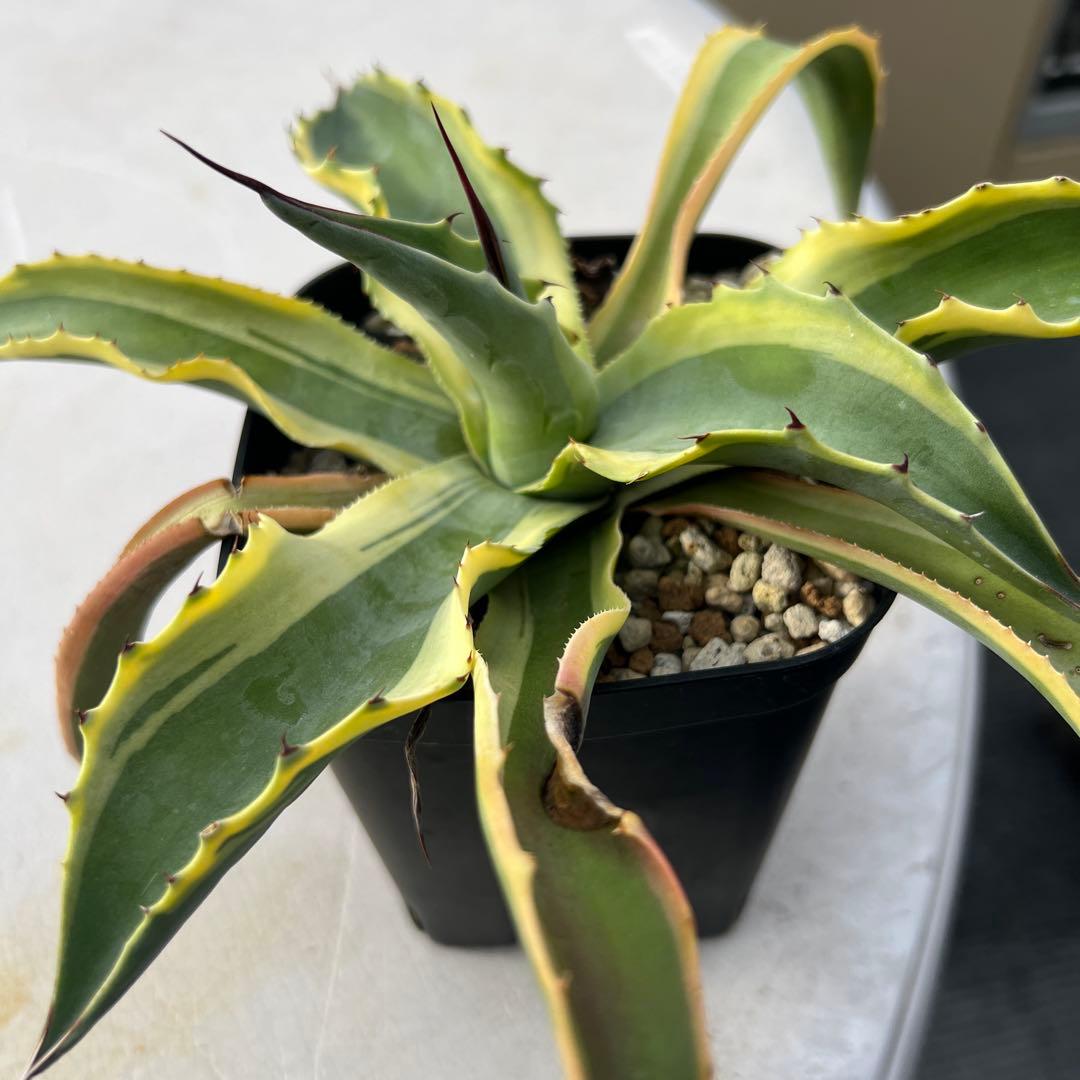 アガベ　オバティフォリア　オルカ