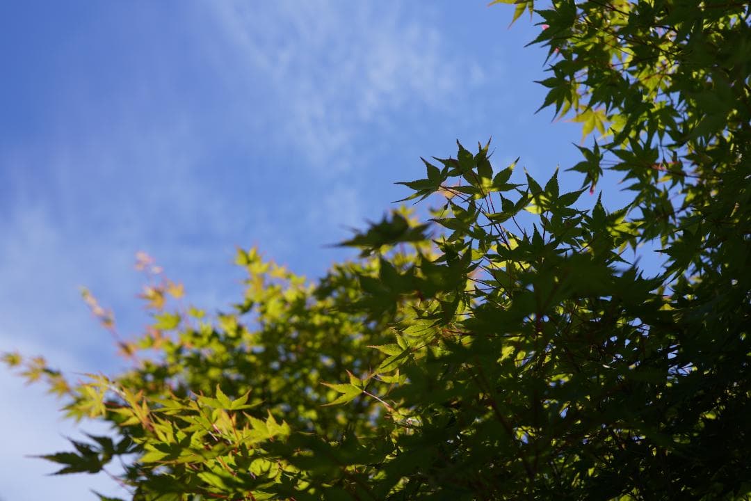 動作⚪︎ Canon 7 / CANON LENS 50mm F1.8