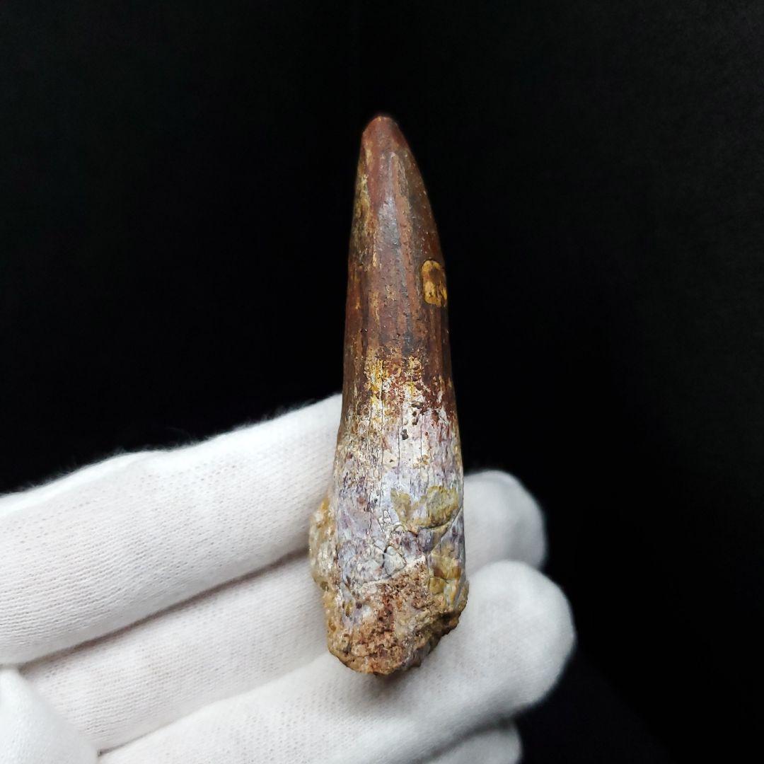 スピノサウルス 本物 モロッコ産 62.70mm sp450