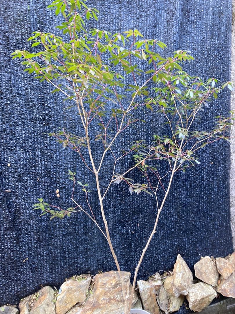 山採り　アセビ　馬酔木　約170センチ