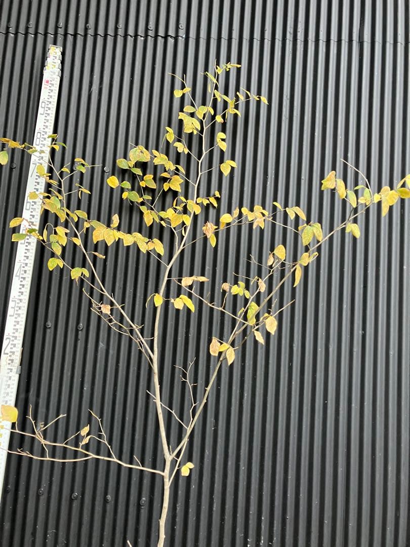 山採り　ヤマコウバシ