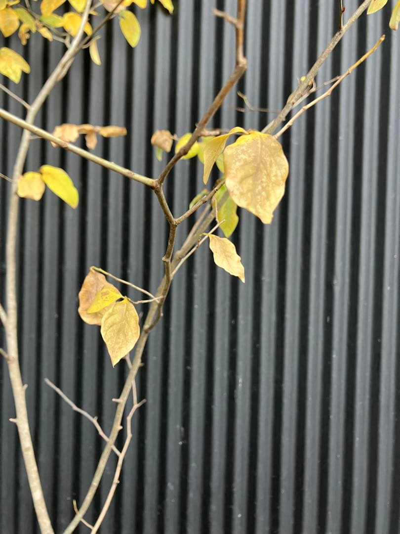 山採り　ヤマコウバシ