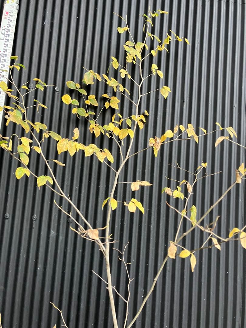 山採り　ヤマコウバシ