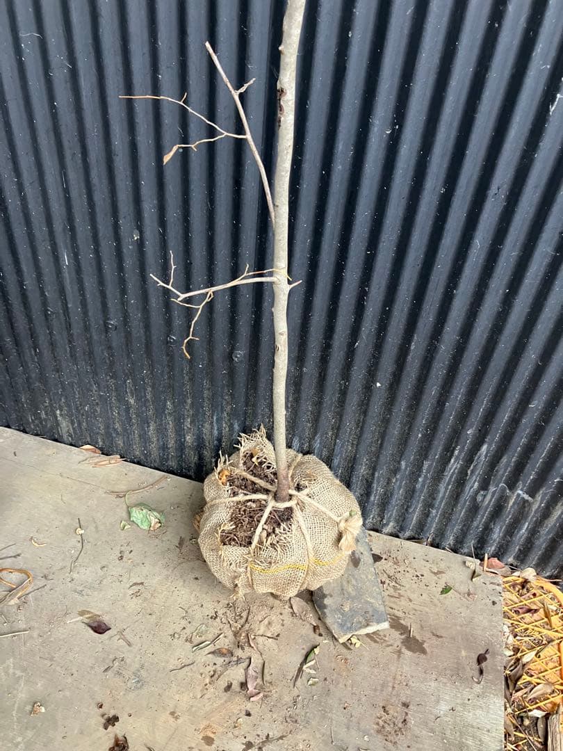 山採り　ヤマコウバシ