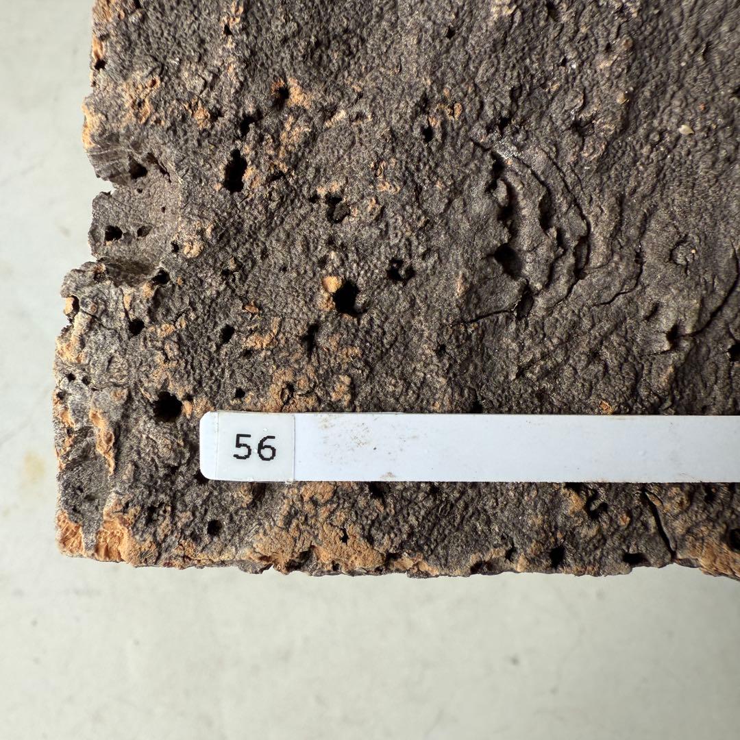 【専用】56【現地球・発根済】パキポディウム・グラキリス