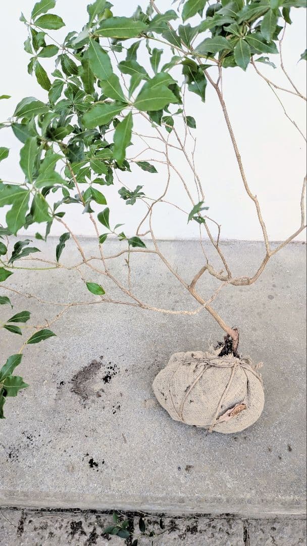 洗練。。山採りアセビ。