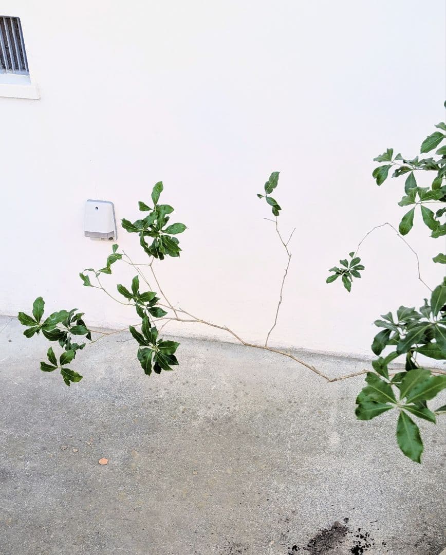 洗練。。山採りアセビ。