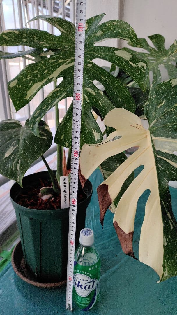 モンステラ,デリシオーサタイコンステレーション.イエローモンスター極太幹の苗