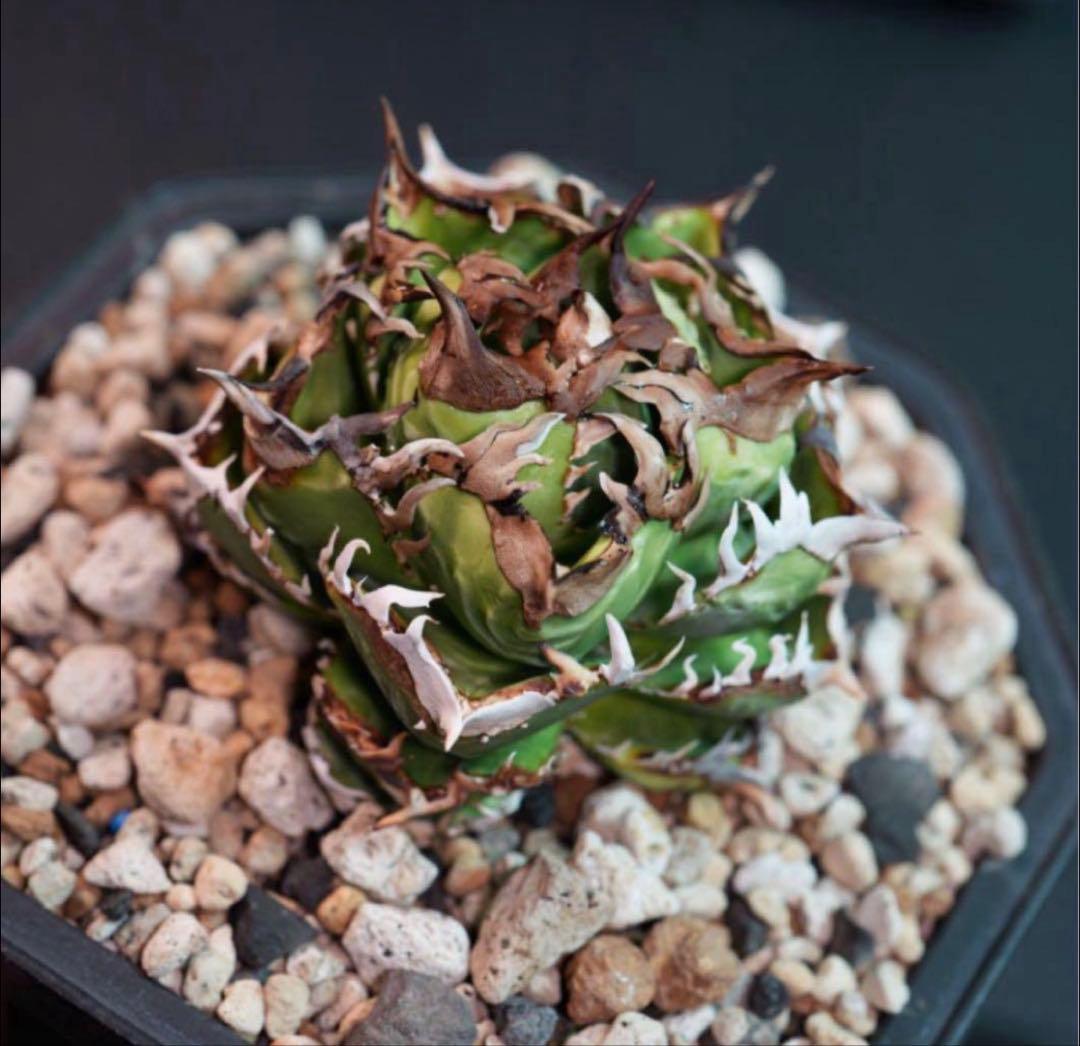 アガベ　チタノタ　皇冠　子株　lize　oc