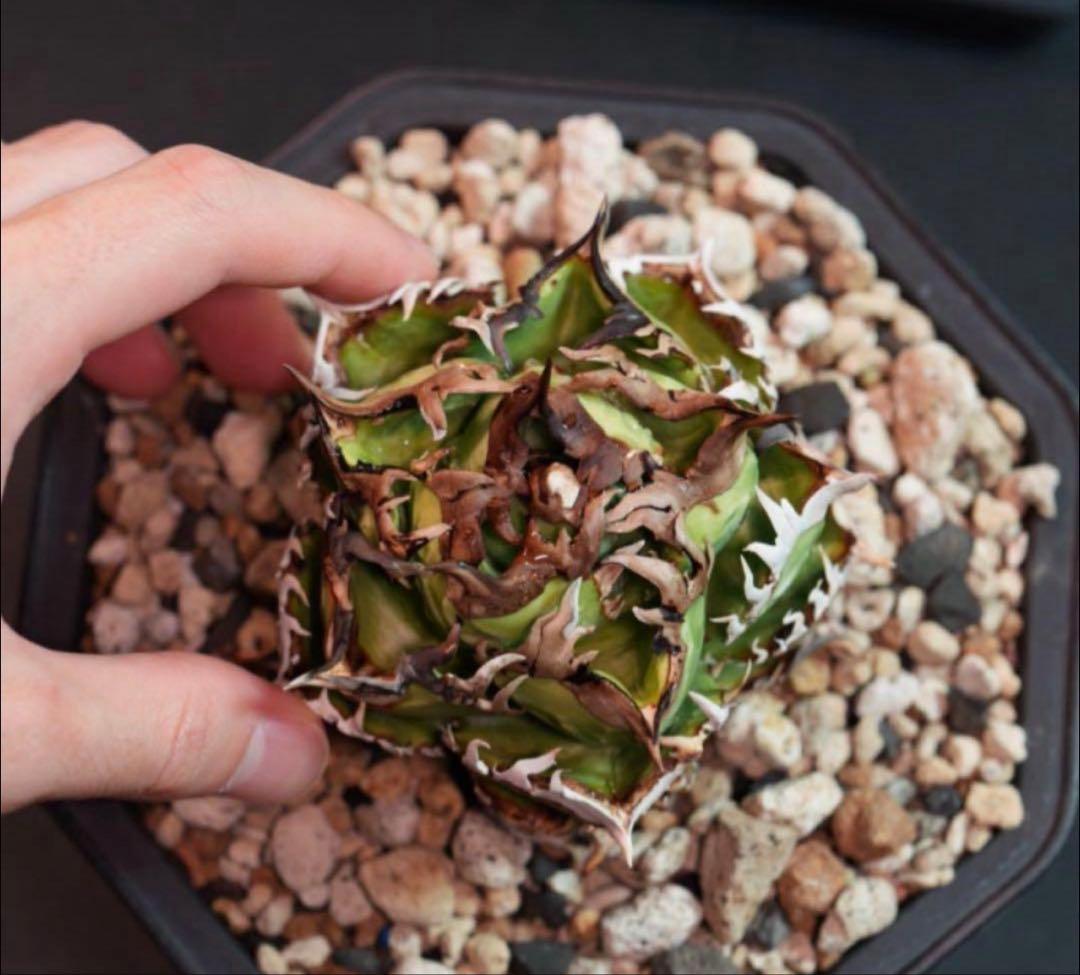 アガベ　チタノタ　皇冠　子株　lize　oc