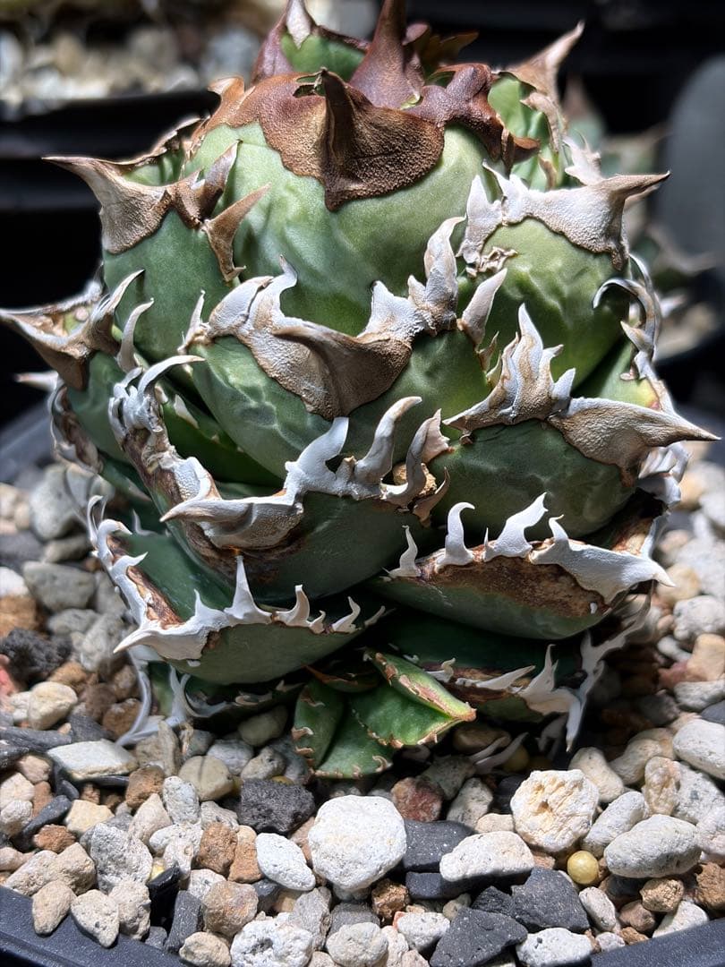 アガベ　チタノタ　皇冠　子株　lize　oc