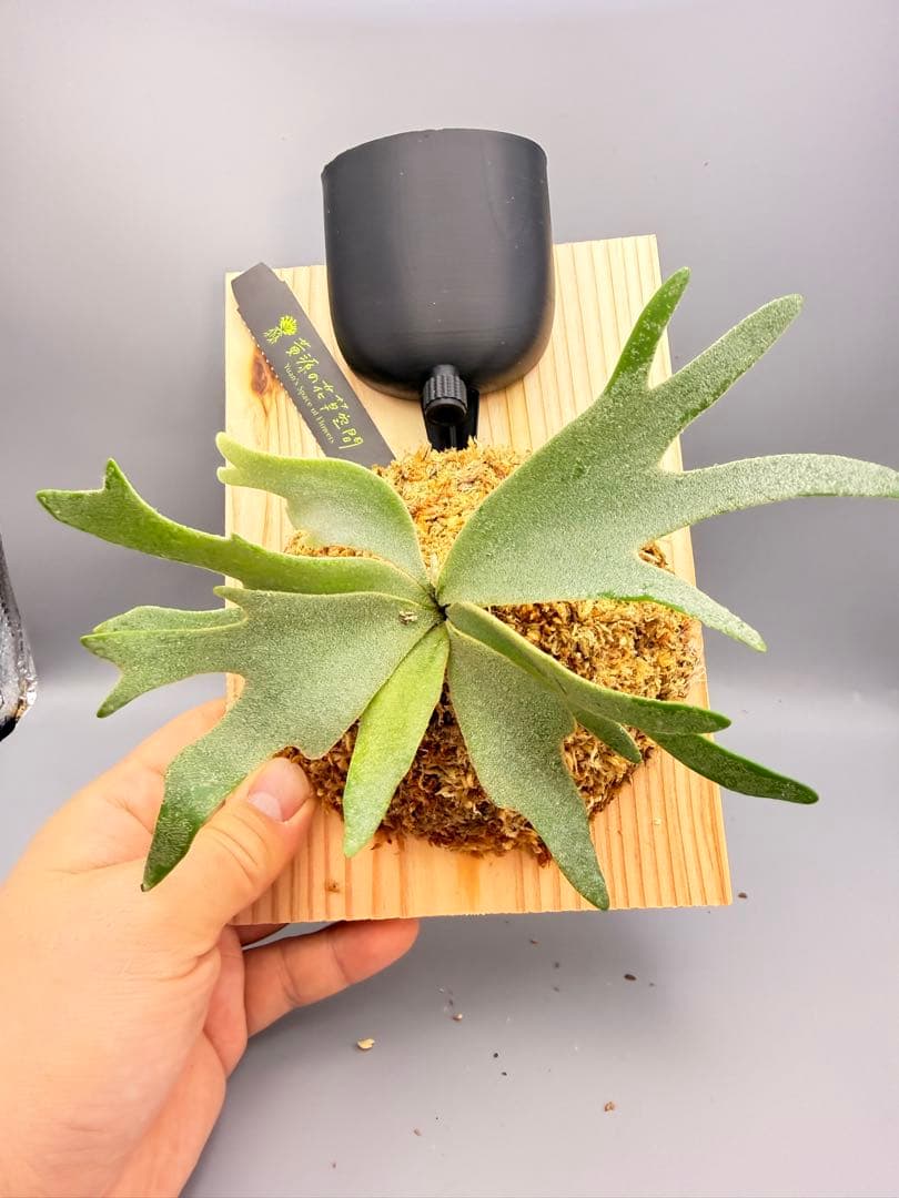 しーあ　激大　ビカクシダP.willinckii Golden Boy