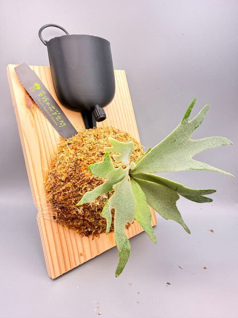 しーあ　激大　ビカクシダP.willinckii Golden Boy