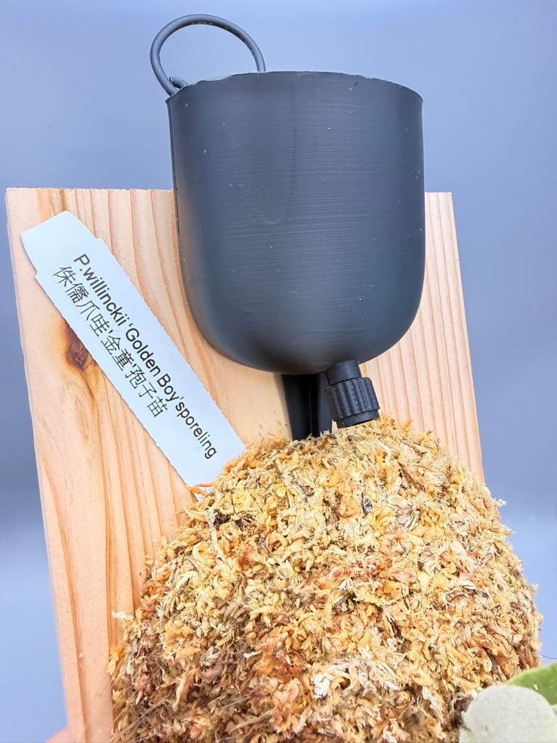 しーあ　激大　ビカクシダP.willinckii Golden Boy