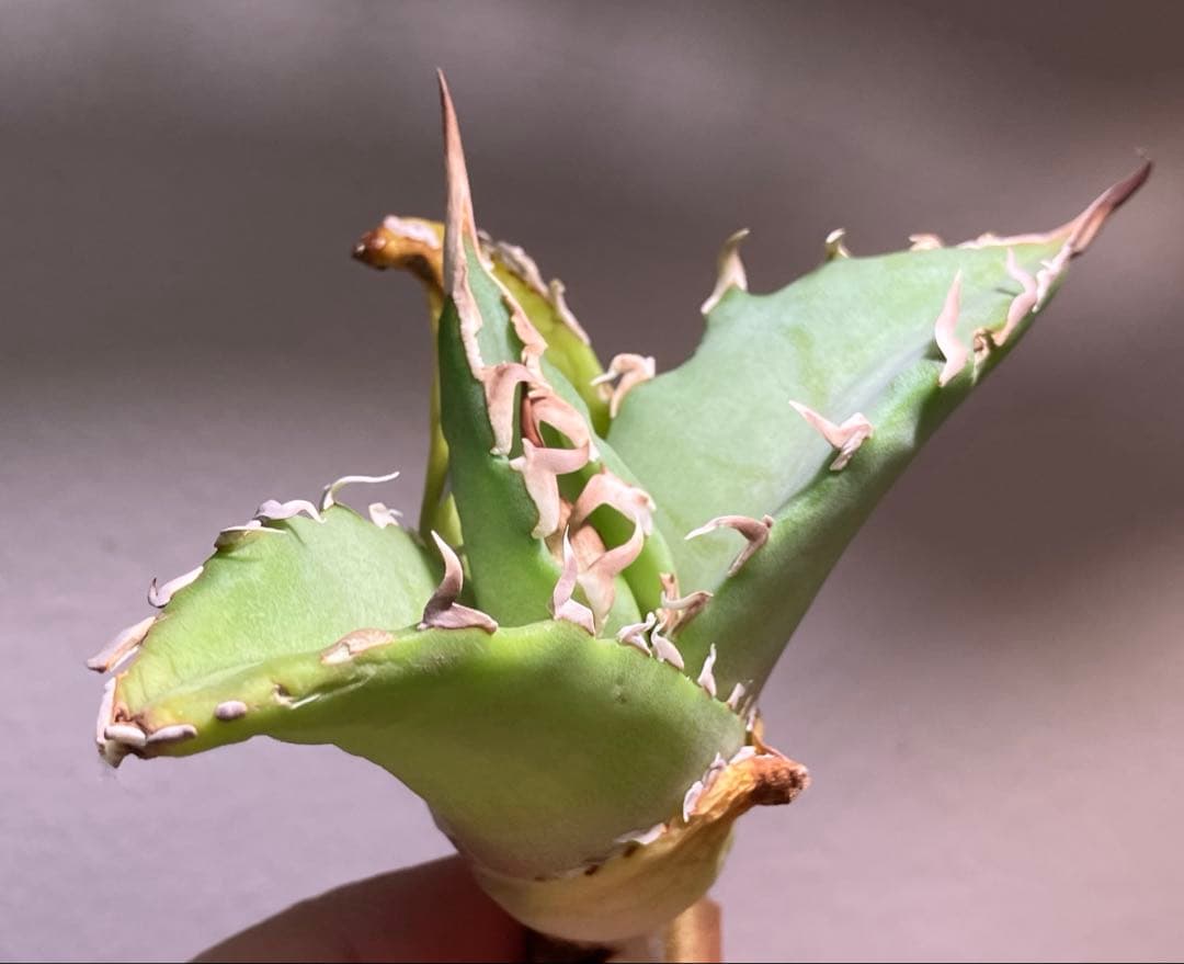 匿名配送【初売り】22 激レア　REZA産　イラン　アガベ　Griffin SP