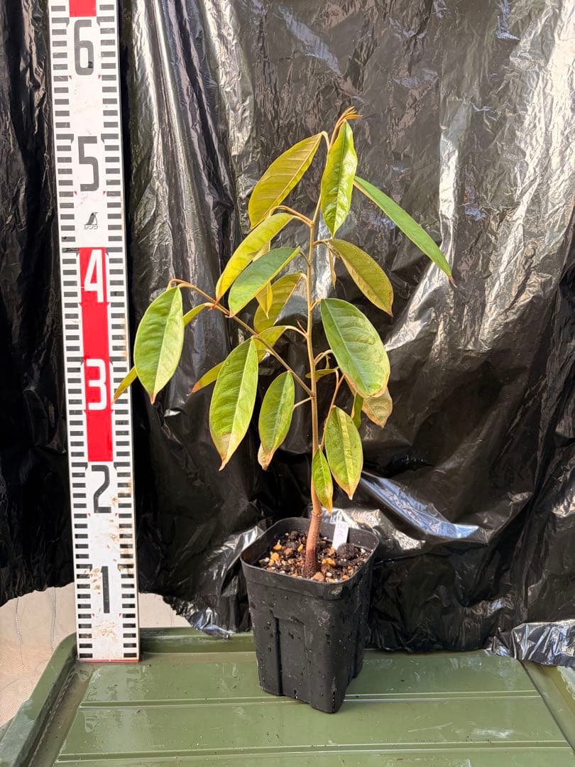 ドリアン苗Durio Graveolens苗 DG2