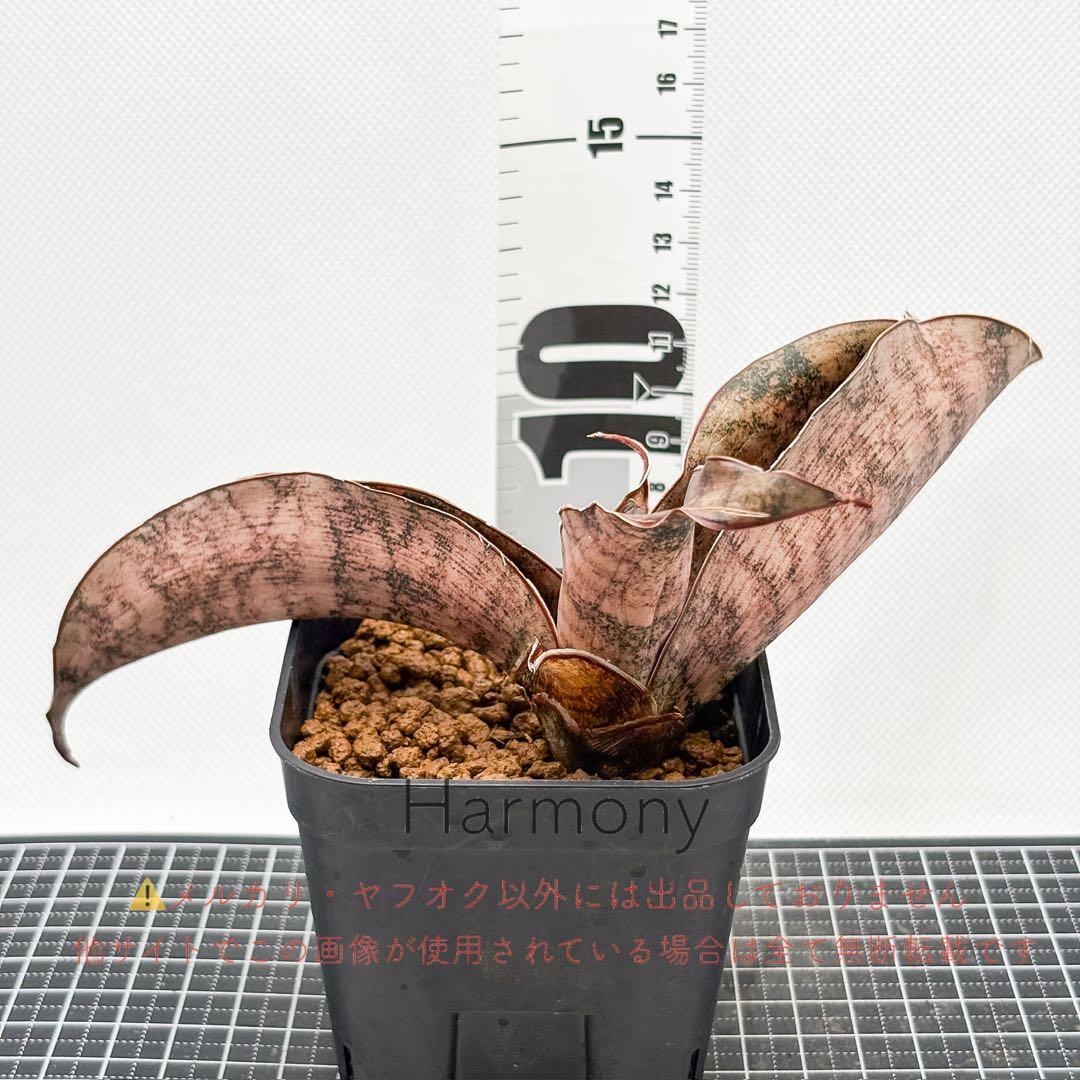 激レア サンスベリア mecufi mozambique sansevieria