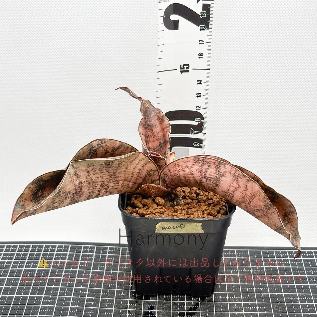 激レア サンスベリア mecufi mozambique sansevieria