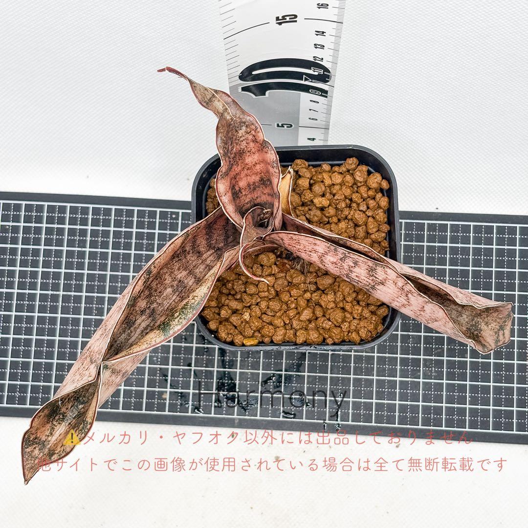 激レア サンスベリア mecufi mozambique sansevieria