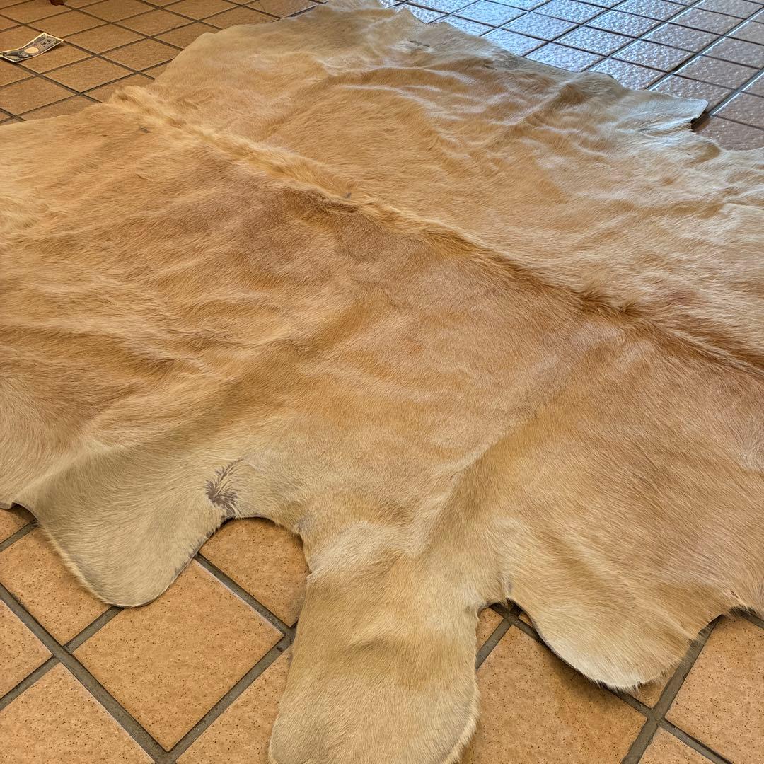 は*ろ様 白熊 毛皮 美品