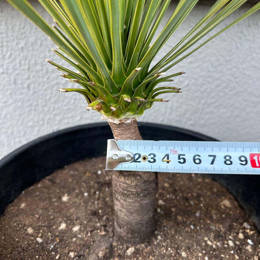 ユッカロストラータ60cm 8号