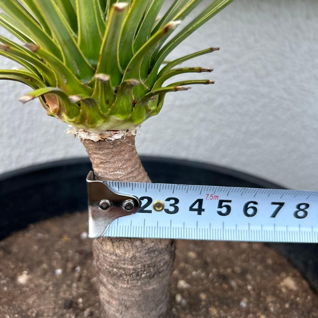 ユッカロストラータ60cm 8号