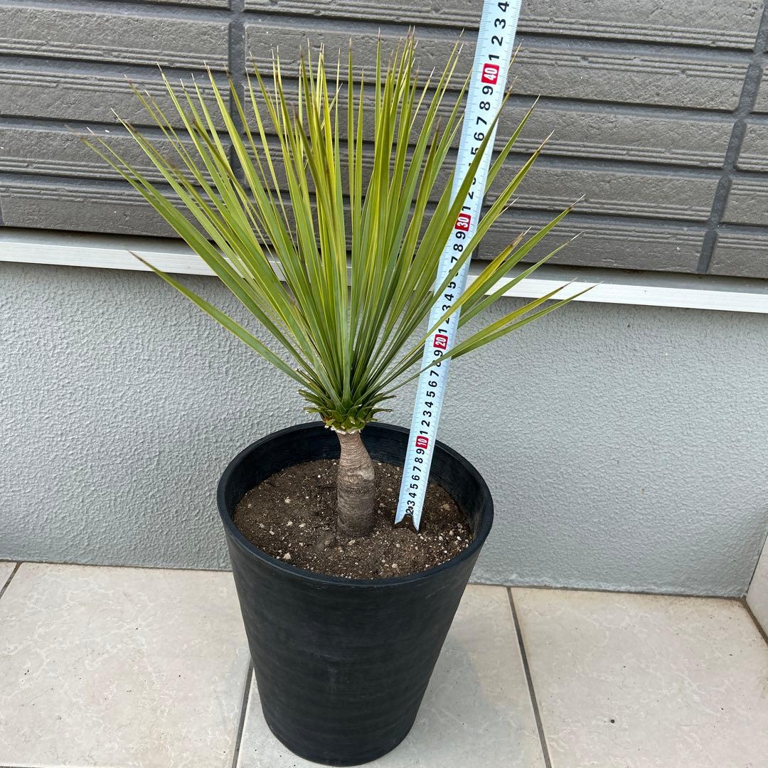 ユッカロストラータ60cm 8号