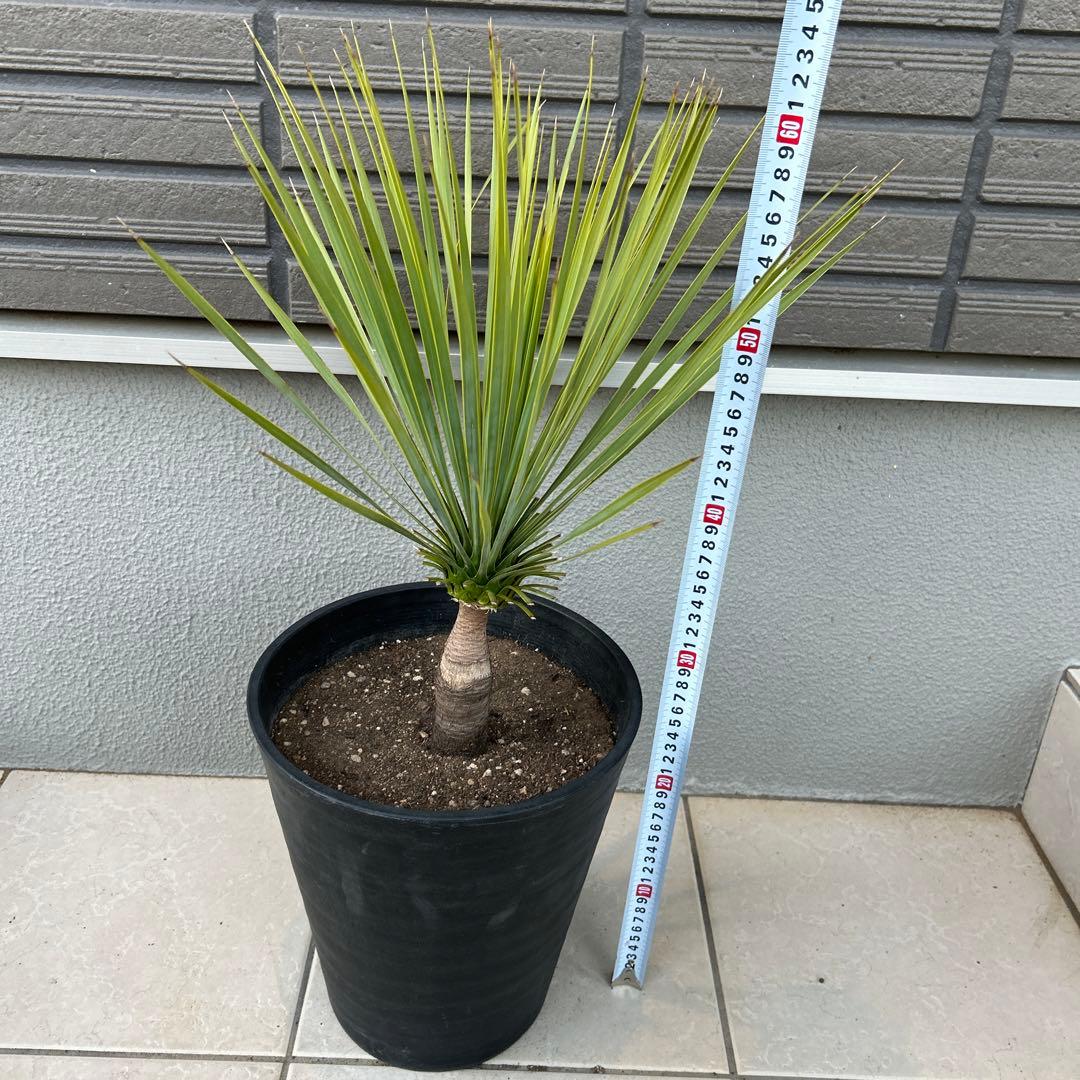 ユッカロストラータ60cm 8号