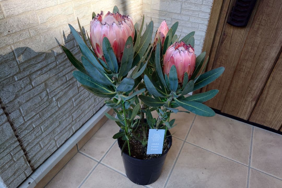 プロテア　オーストラリスピンク　7号（バンクシア、グレビレア、リューカデンドロン