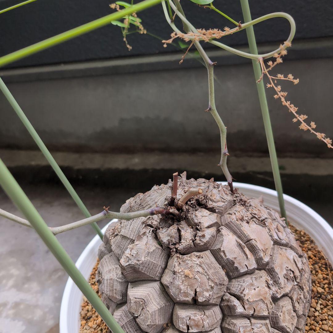 特大山採り　アフリカ亀甲竜　ディオスコレア　エレファンティペス　鉢径36センチ