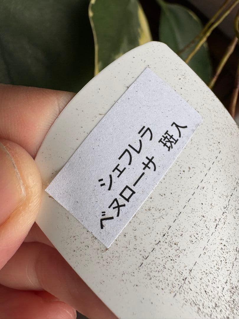 シェフレラ　ベヌローサ　斑入り　4号鉢