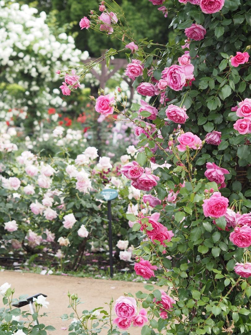 ・美品・OLYMPUS PEN E-PL7 レンズ45mm f1.8付きセット