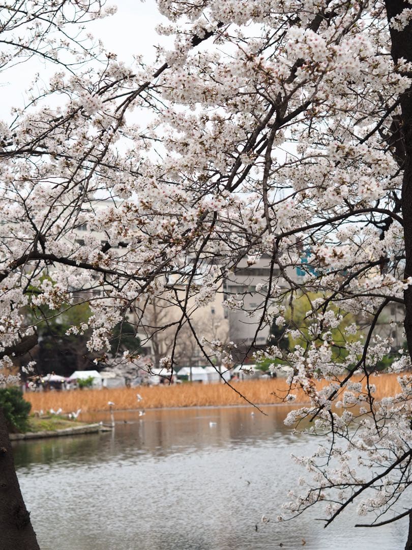 ・美品・OLYMPUS PEN E-PL7 レンズ45mm f1.8付きセット