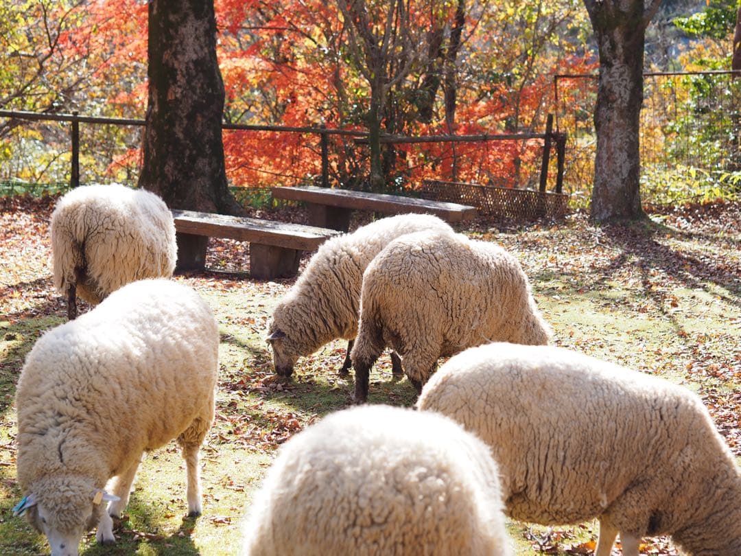 ・美品・OLYMPUS PEN E-PL7 レンズ45mm f1.8付きセット