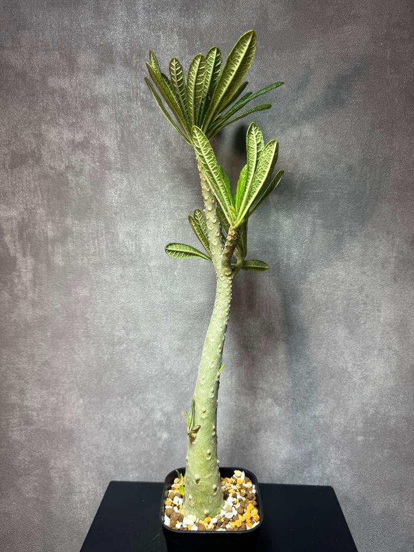 ドルステニア　ギアス　レア種