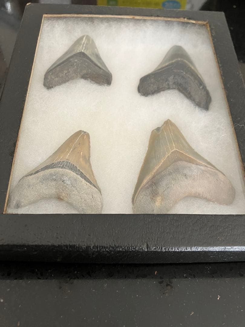 サメの歯　化石　4点ケース付き
