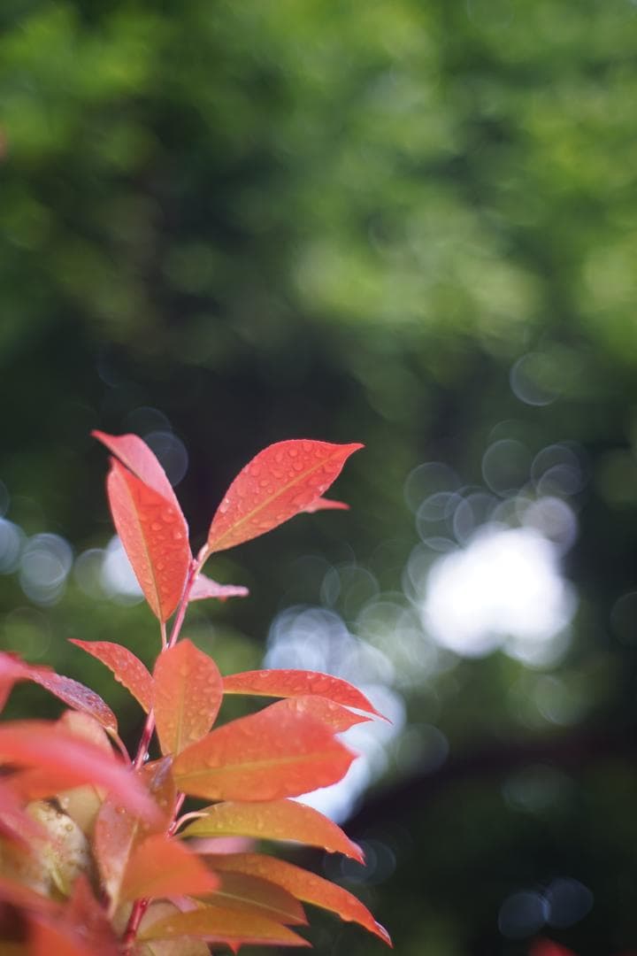 Nikon Nikkor-H.C 50mm f2 L39 銘玉Sonnarコピー