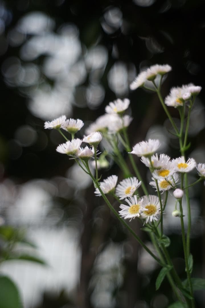 Nikon Nikkor-H.C 50mm f2 L39 銘玉Sonnarコピー