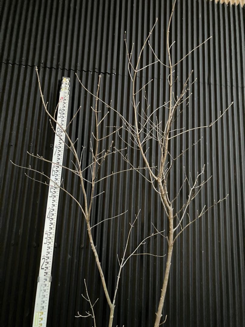 山採り　アオダモ e