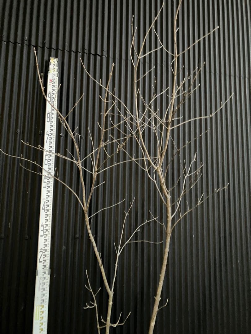 山採り　アオダモ e