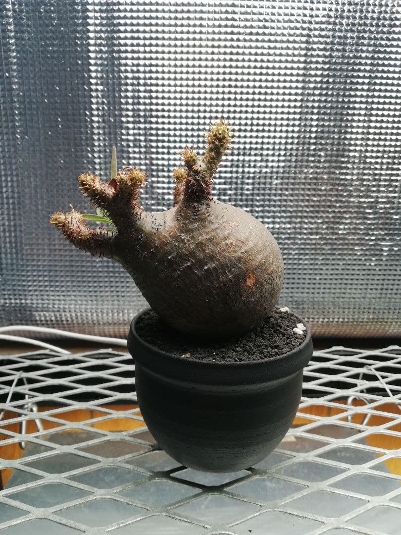 グラキリス 極小サイズ美株‼️