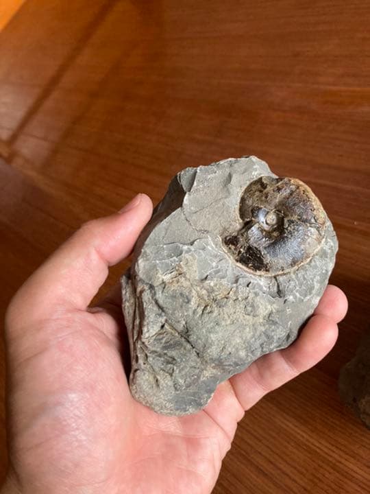 アンモナイト　化石　インテリア　家具　置物　/恐竜　夏休み　自由研究　クリスマス