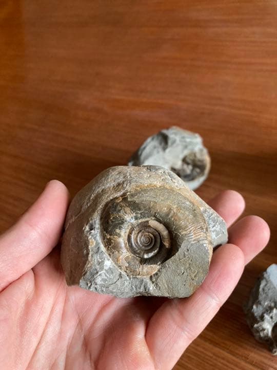 アンモナイト　化石　インテリア　家具　置物　/恐竜　夏休み　自由研究　クリスマス