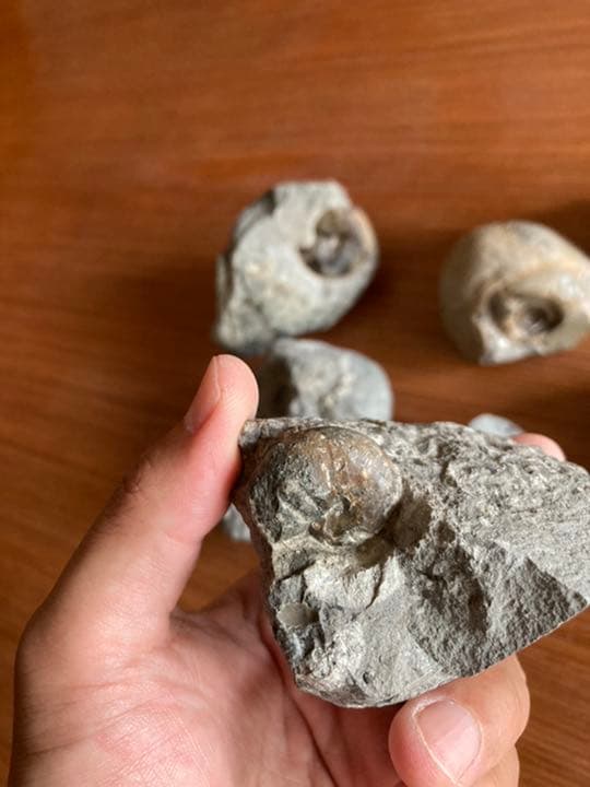 アンモナイト　化石　インテリア　家具　置物　/恐竜　夏休み　自由研究　クリスマス