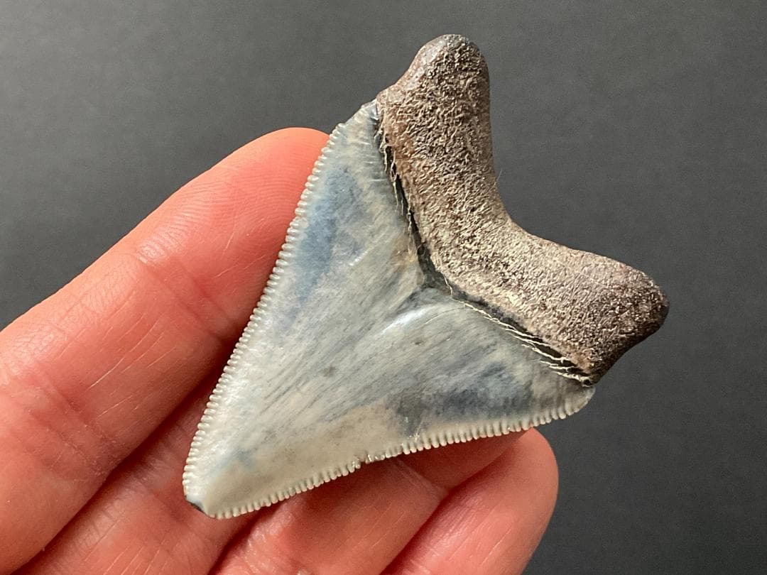 メガロドンの歯 [MG219] 化石 サメ