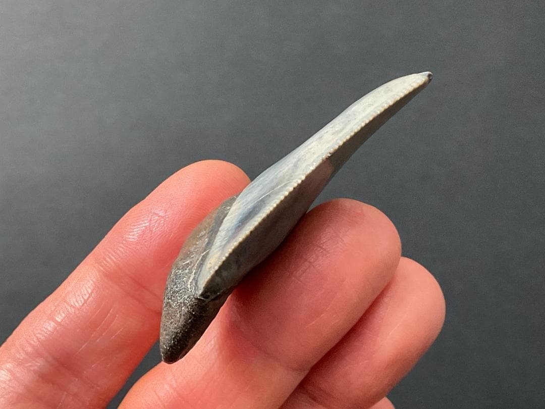 メガロドンの歯 [MG219] 化石 サメ